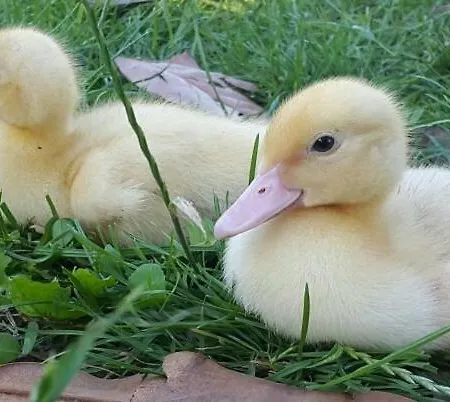 Guest house Twins Farm *