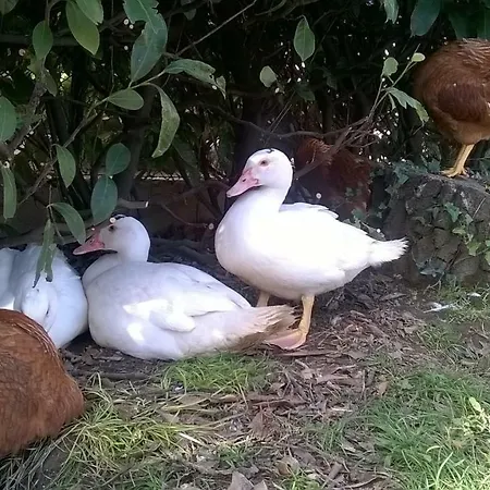 Guest house Twins Farm